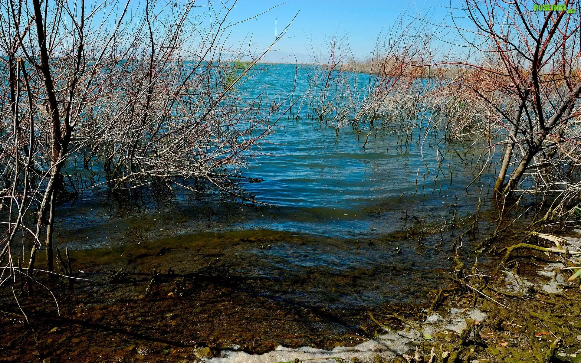 Jezioro, Zarośla, Drzewa