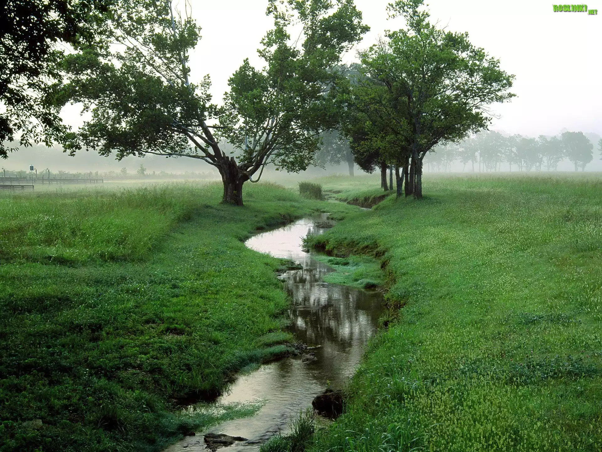 Zielona, Łąka, Wąska, Rzeczka, Drzewa