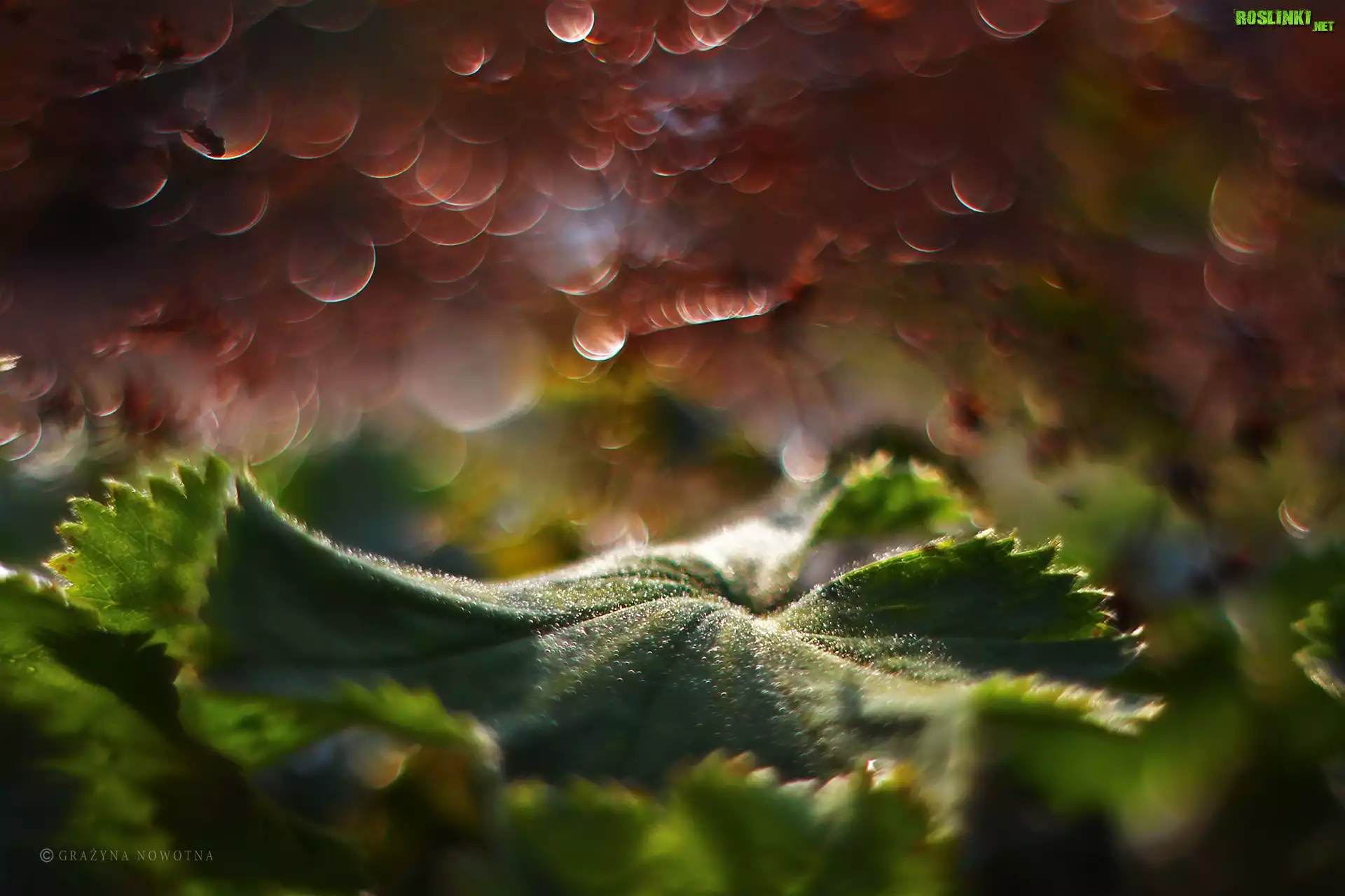 Liść, Zielony, Bokeh