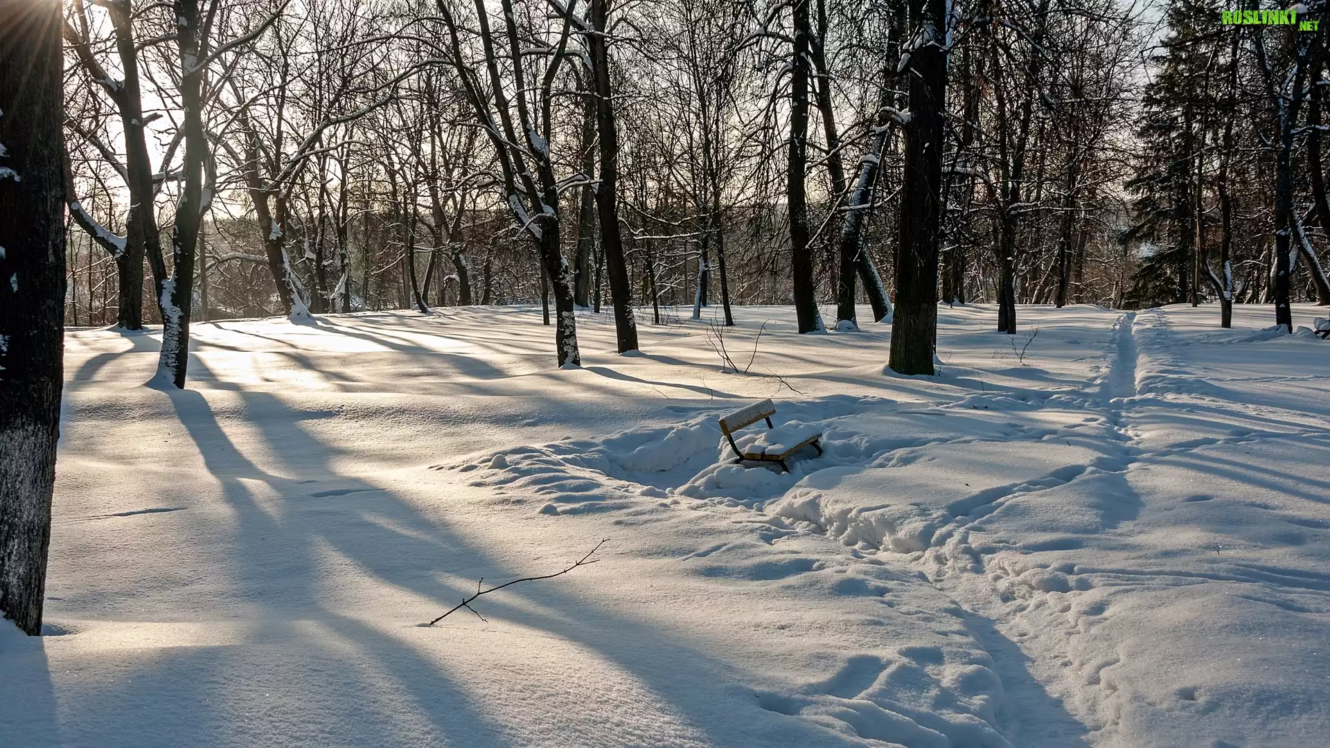 Zima, Las, Drzewa, Zaśnieżona, Ławka, Ślady