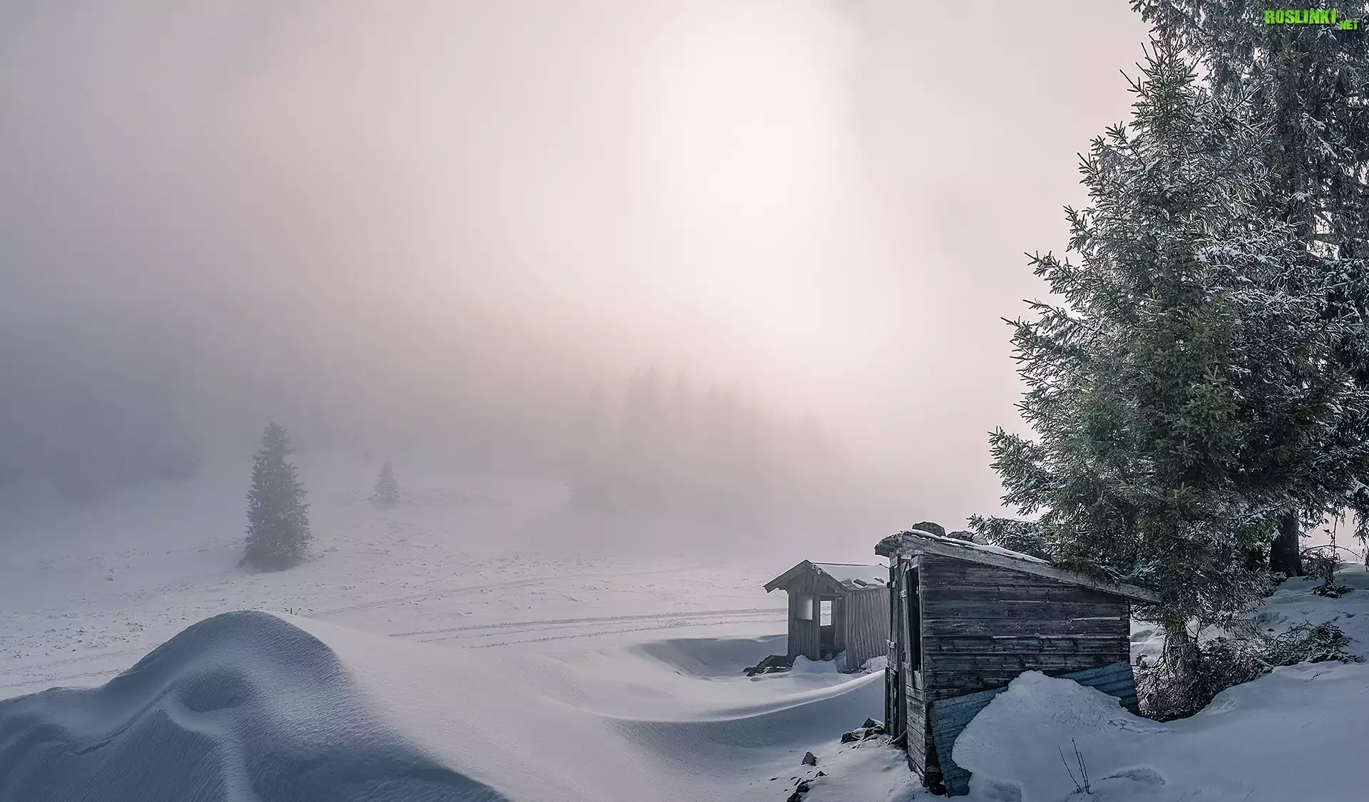 Zima, Śnieg, Drzewa, Budki, Mgła