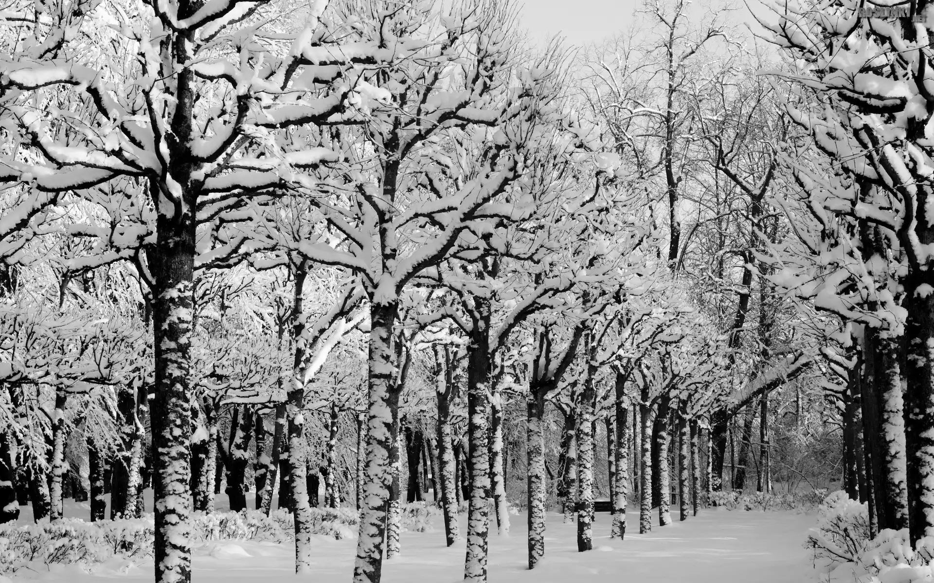 Zima, Droga, Śnieg, Drzewa, Park