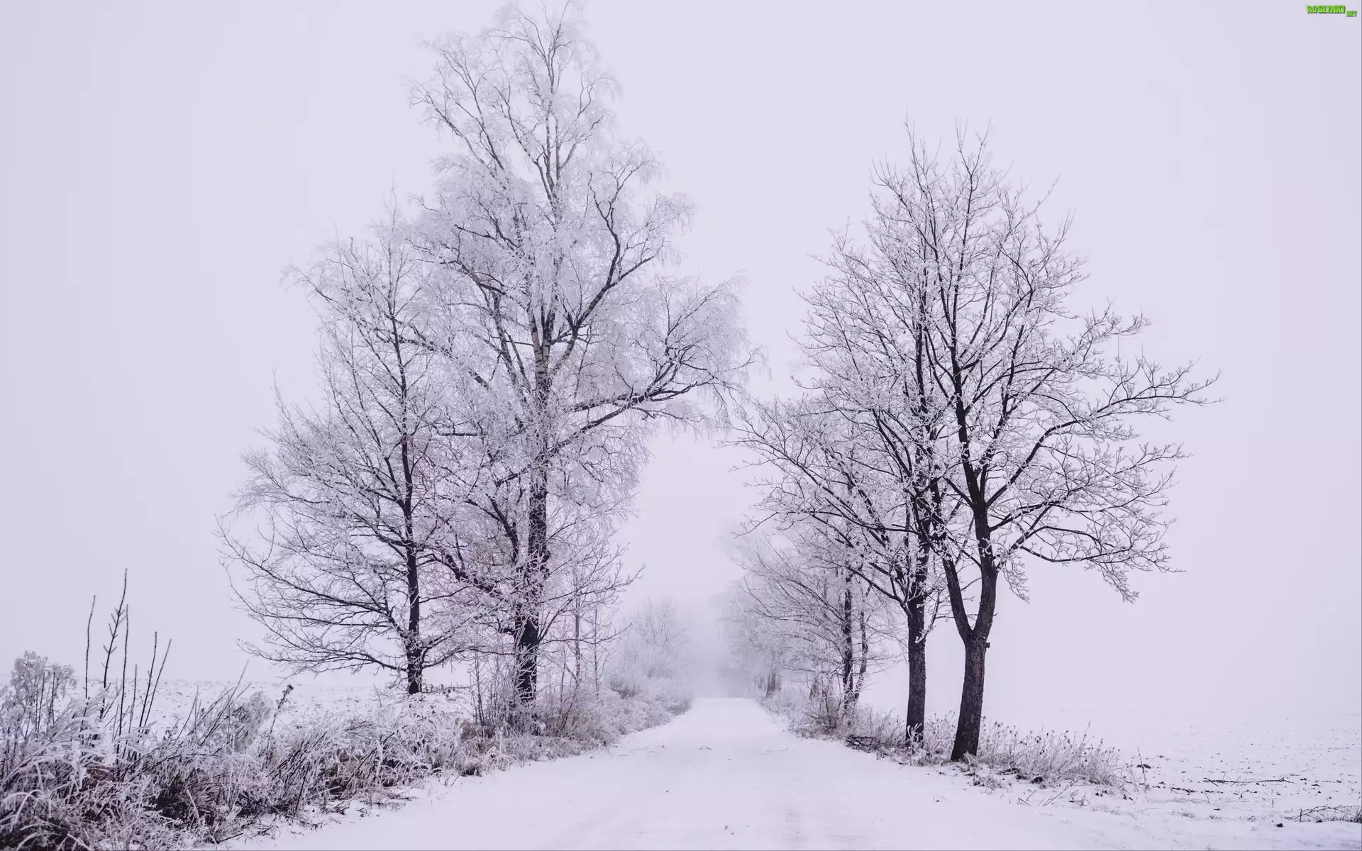 Zima, Śnieg, Drzewa, Droga