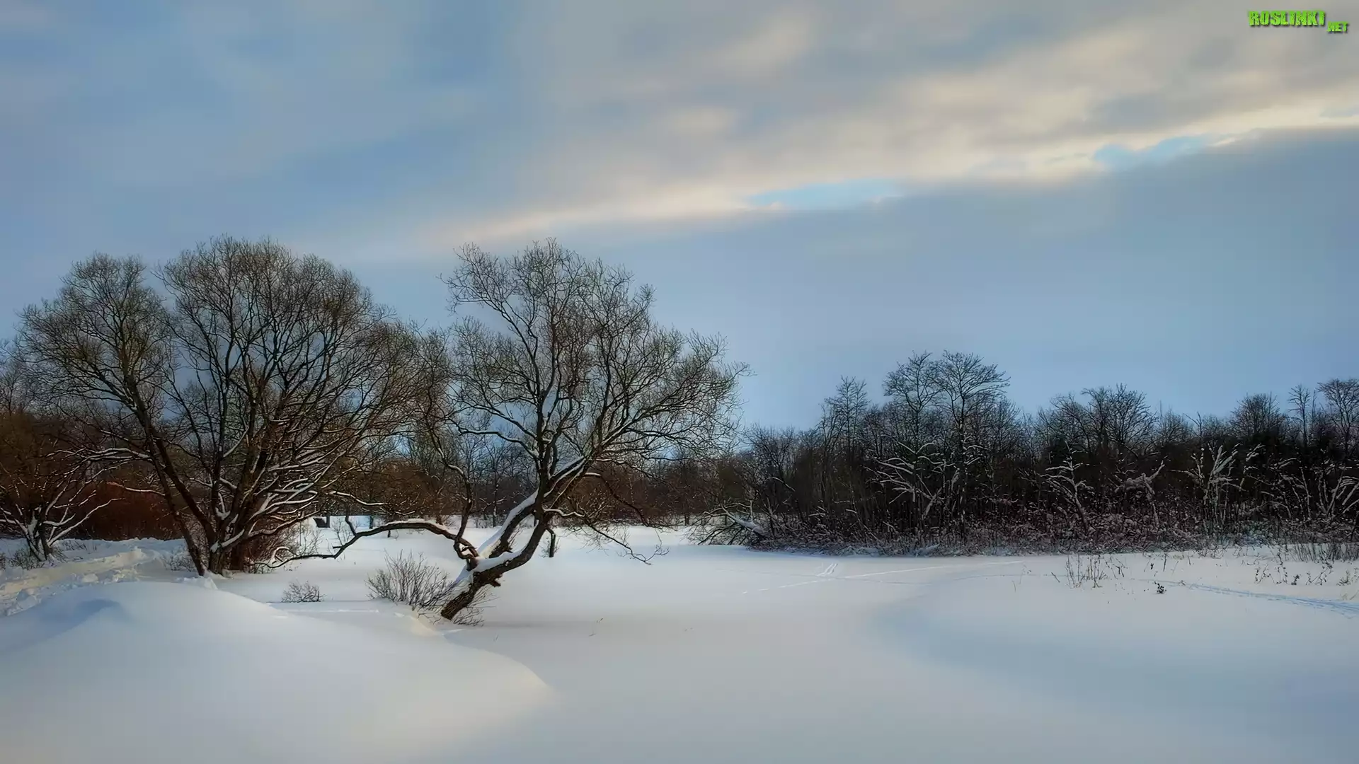 Zima, Åšnieg, Drzewa, Niebo