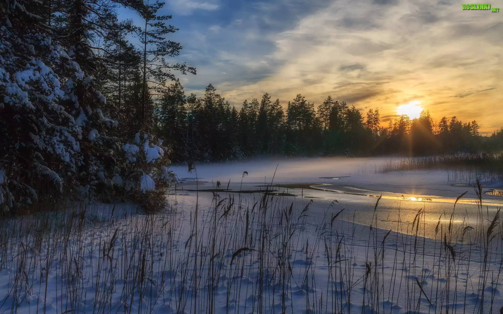 Zima, Rzeka, Las, Drzewa, Trawy, Śnieg, Zachód słońca, Rezerwat, Przyrody, Glaskogen, Arvika, Szwecja