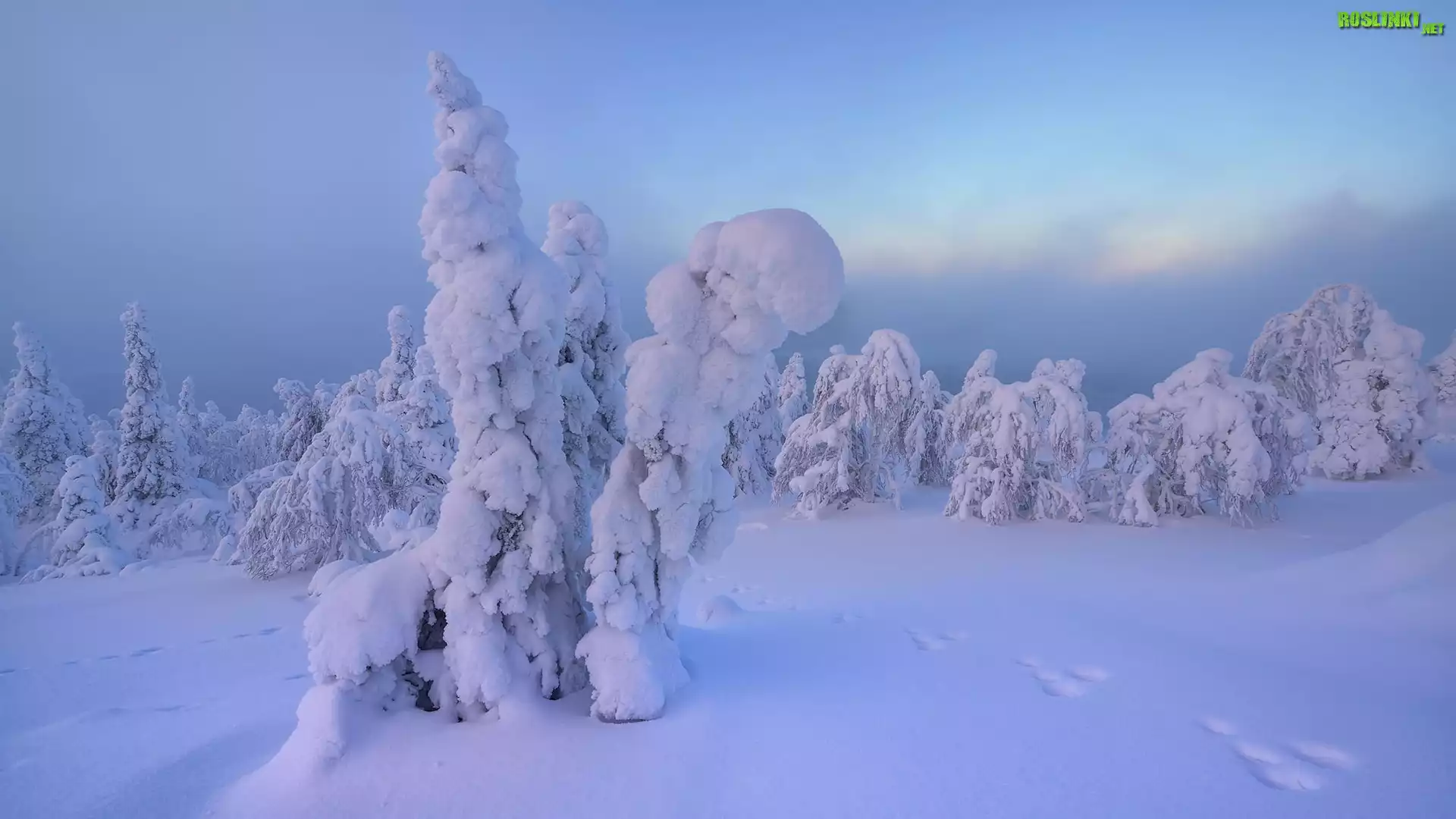 Zima, Śnieg, Ośnieżone, Drzewa, Ślady
