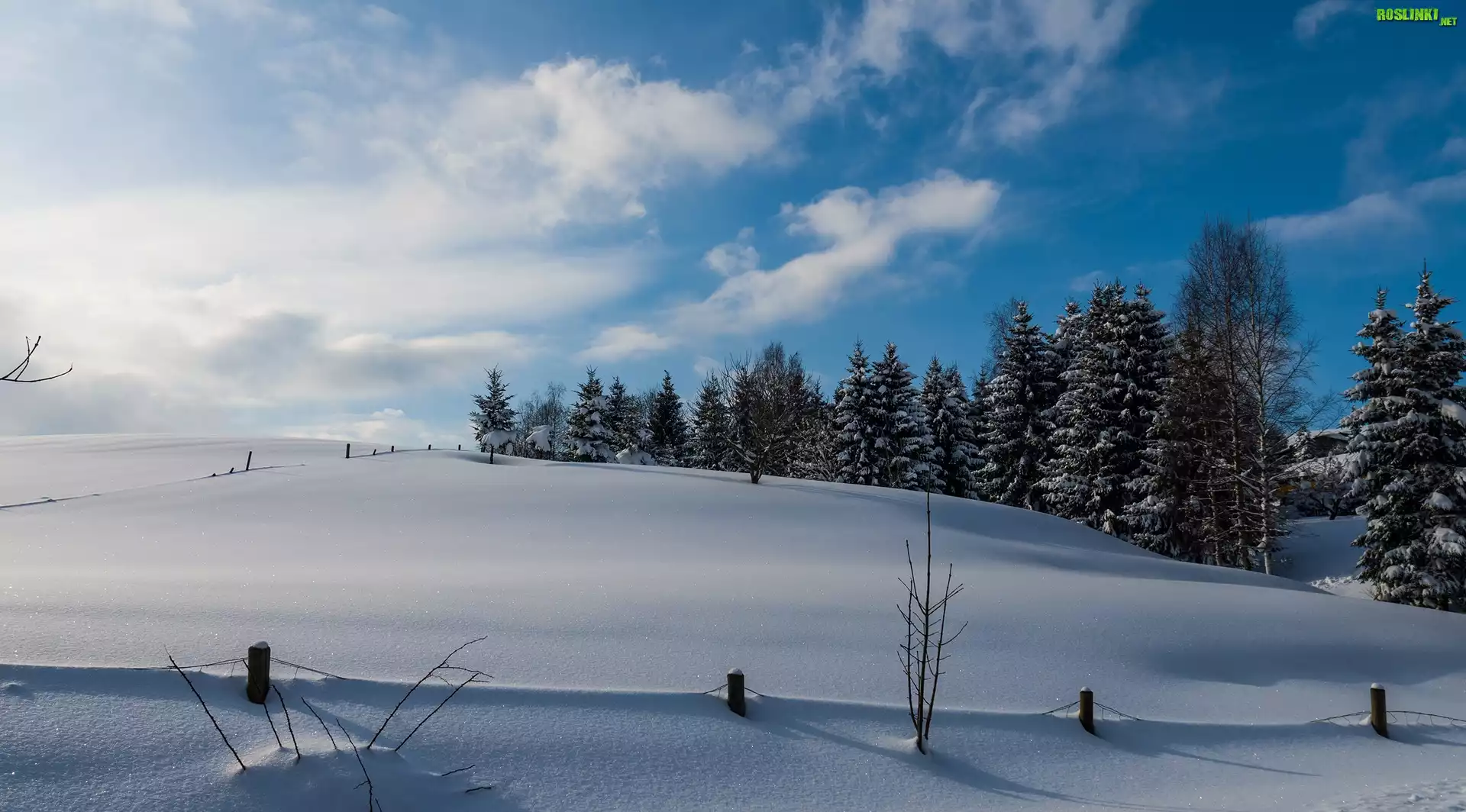 Zima, Pole, Drzewa, Śnieg