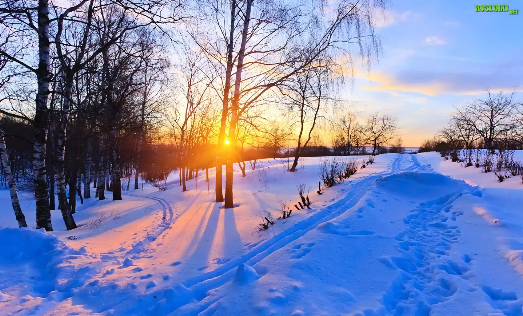 Zima, Wschód, Słońca, Drzewa, Droga