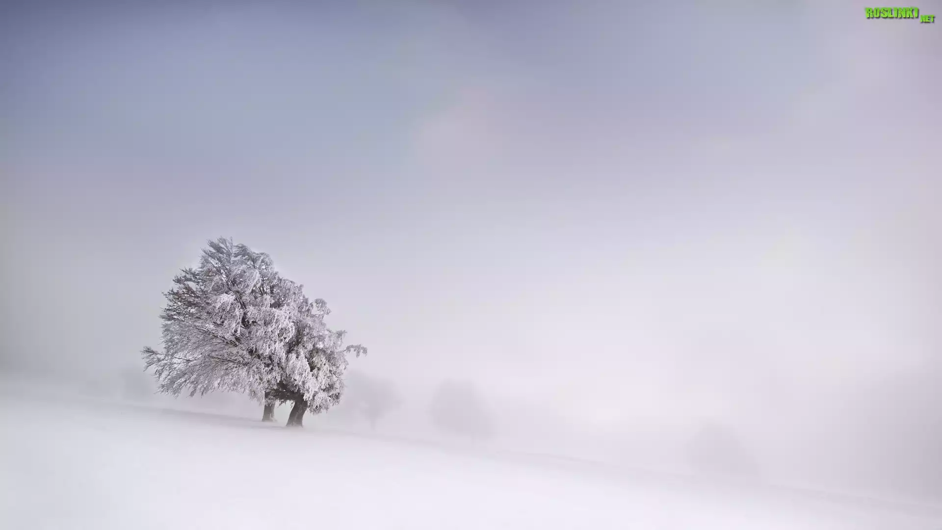 Drzewo, Zima, Åšnieg