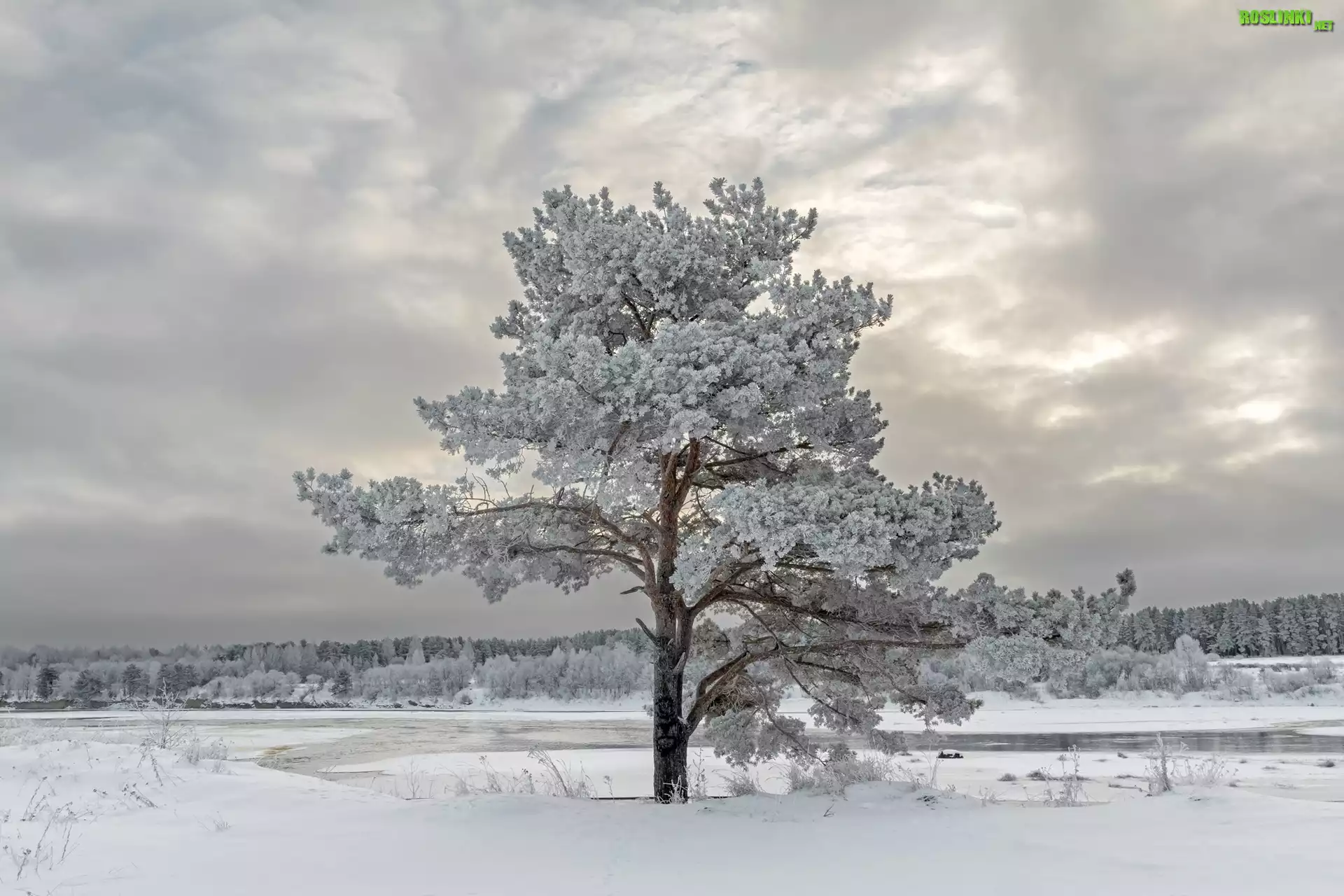 Zima, Oszronione, Drzewo