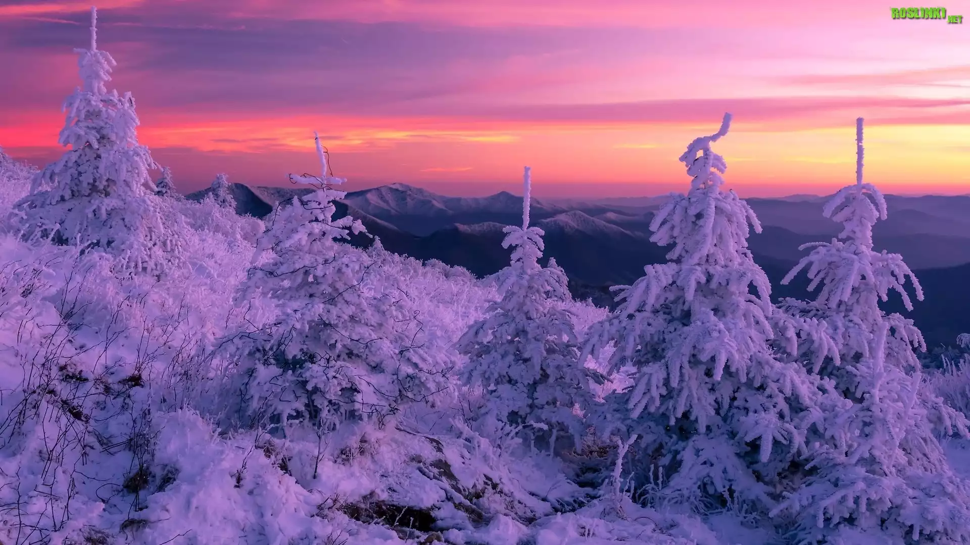 Zima, Śnieg, Świerki, Góry, Pasmo Błękitne, Blue Ridge Mountain, Północna Karolina, Stany Zjednoczone