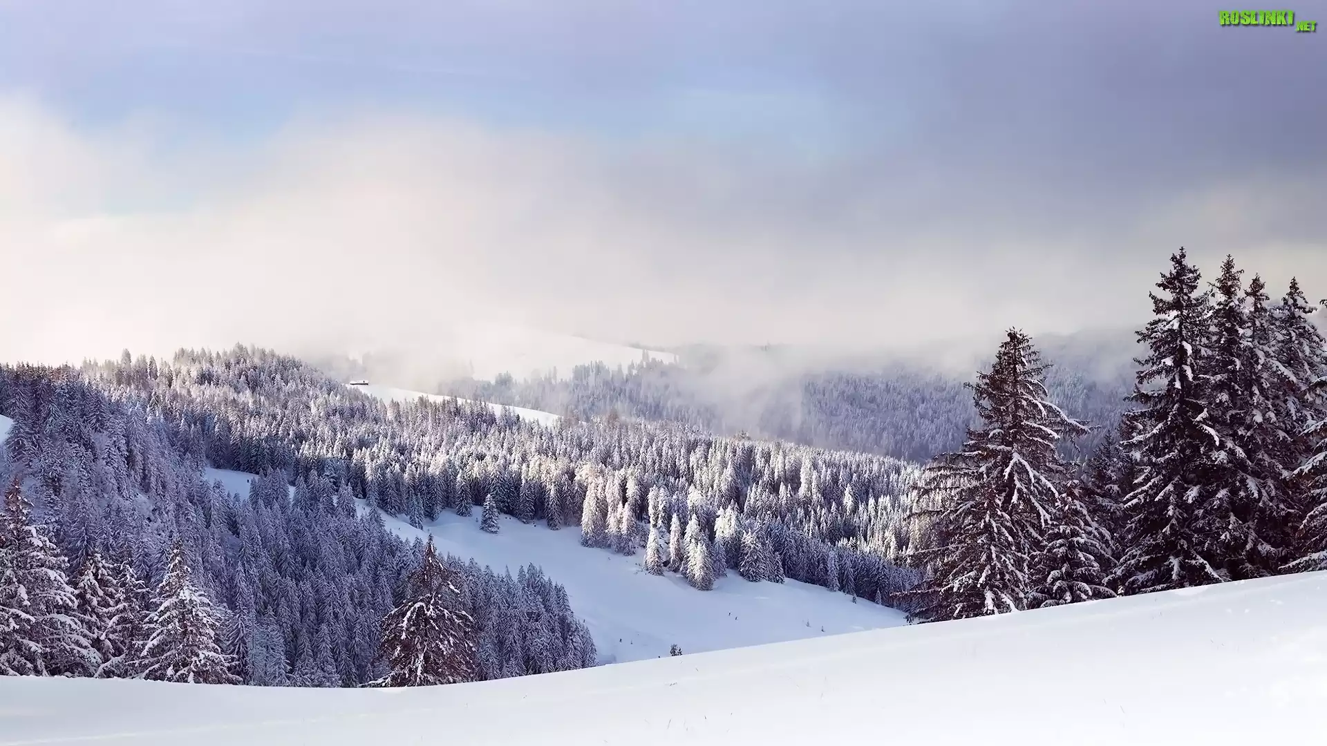 Zima, Drzewa, Góry, Mgła