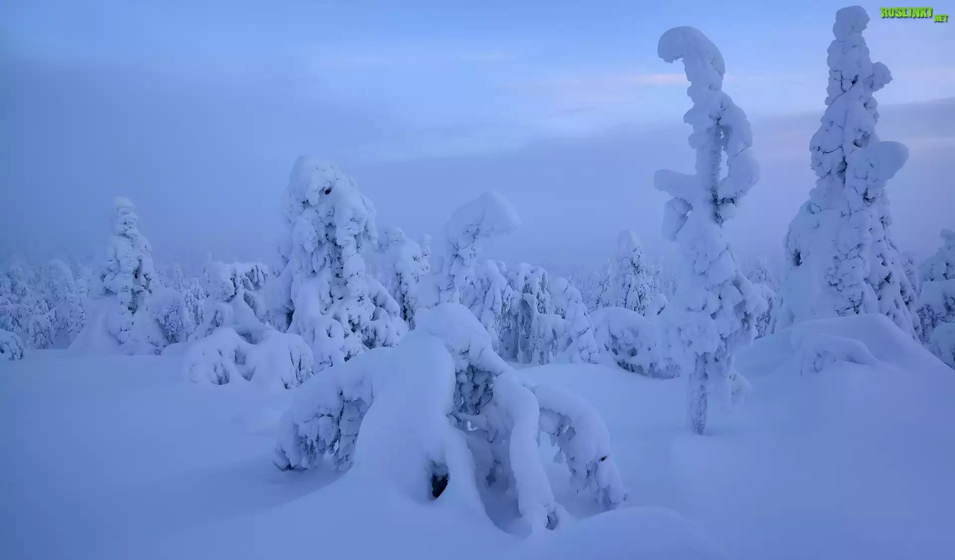 Zima, Mgła, Drzewa, Laponia, Finlandia