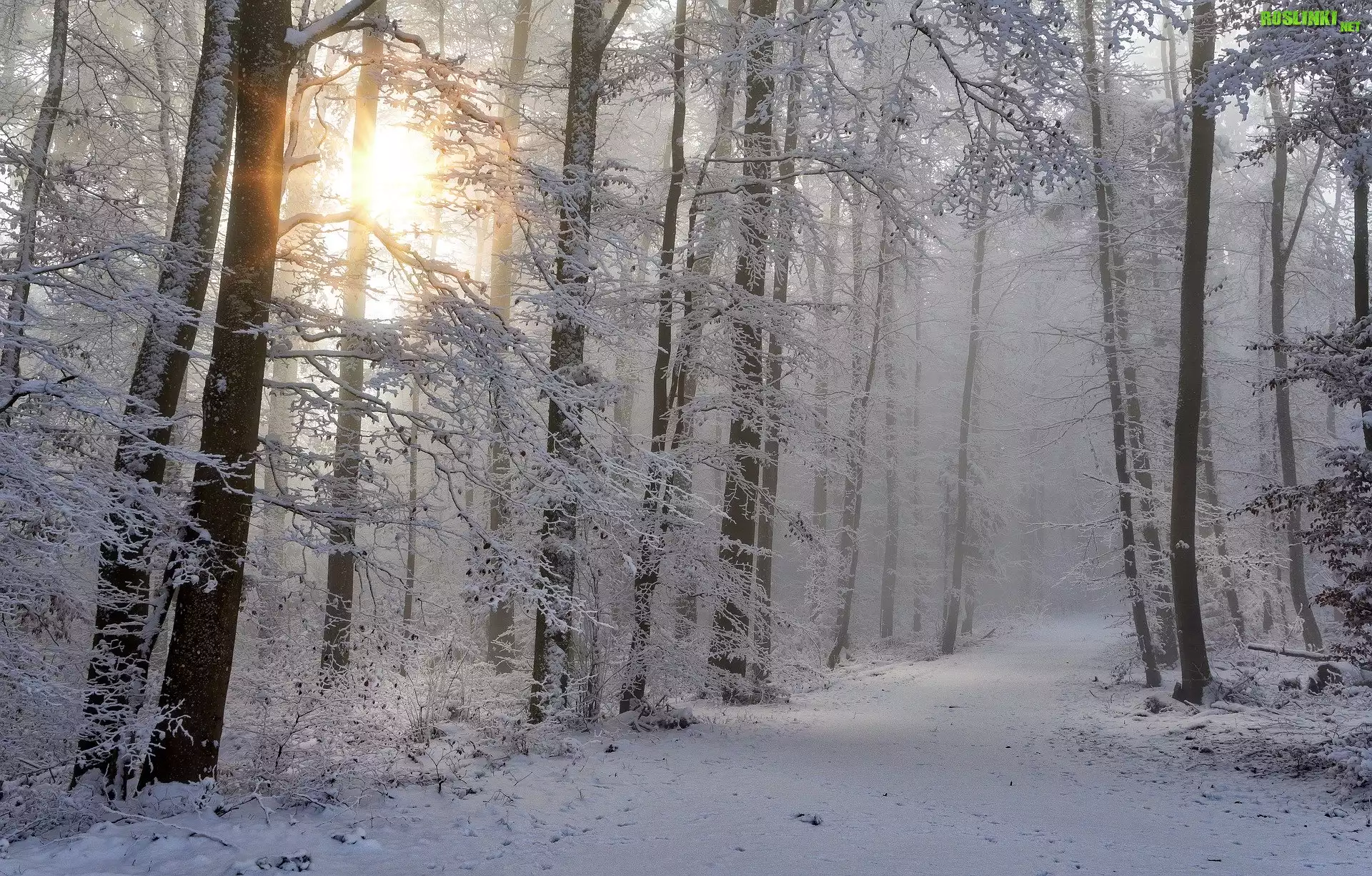 Zima, Drzewa, Las, Śnieg, Mgła, Słońce