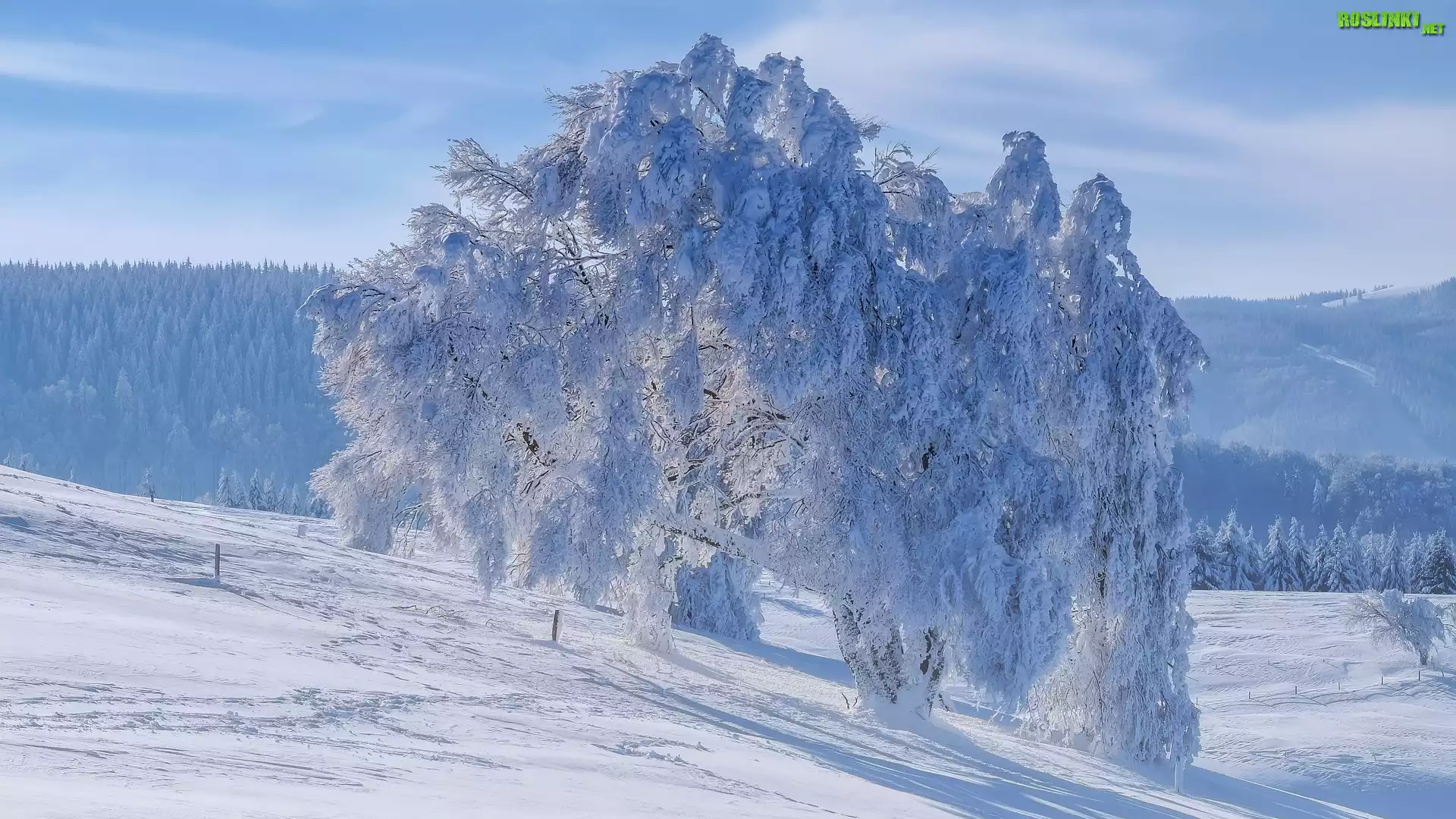 Zima, Wzgórza, Ośnieżone, Drzewo