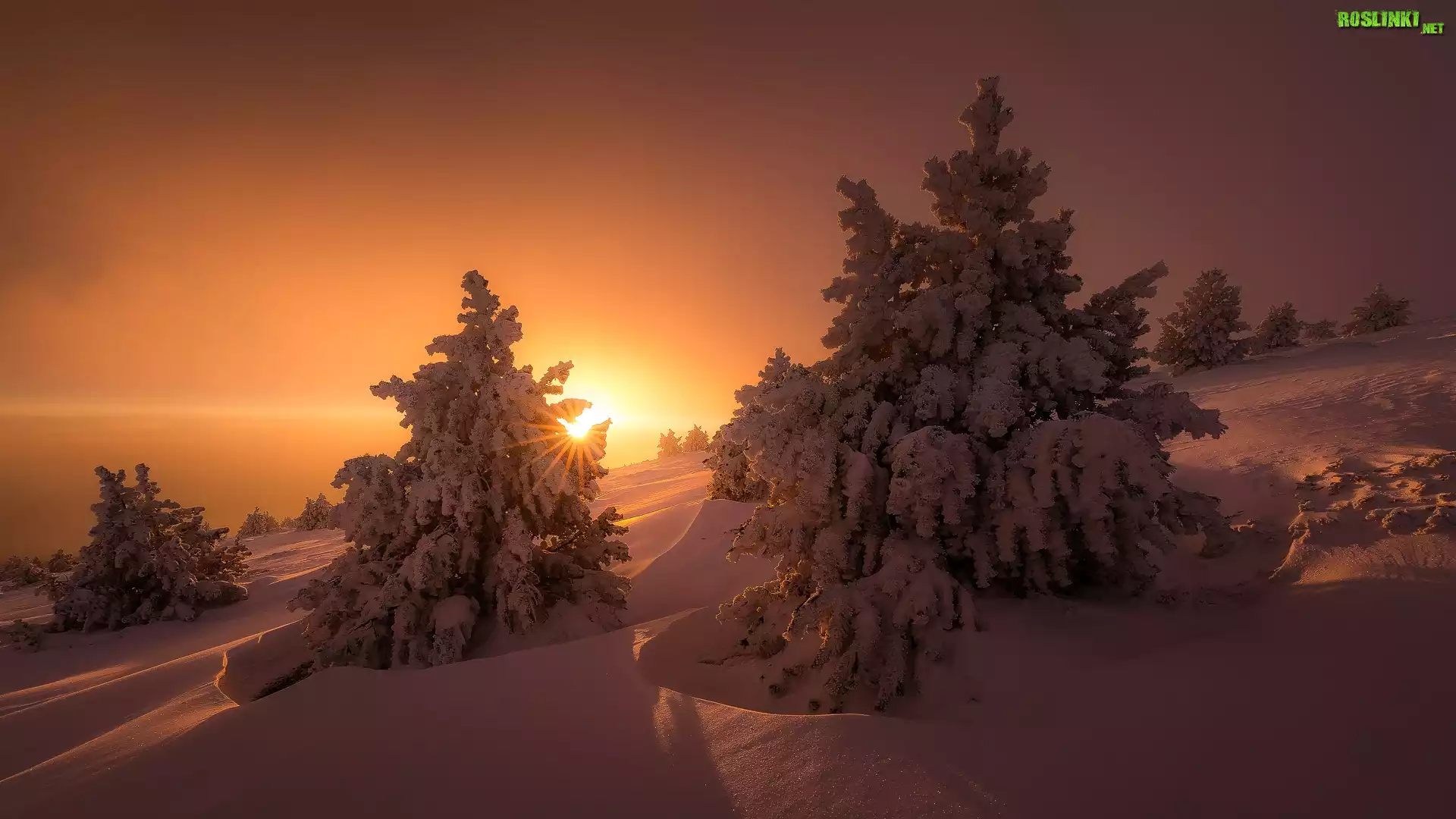 Zima, Śnieg, Zachód słońca, Świerki