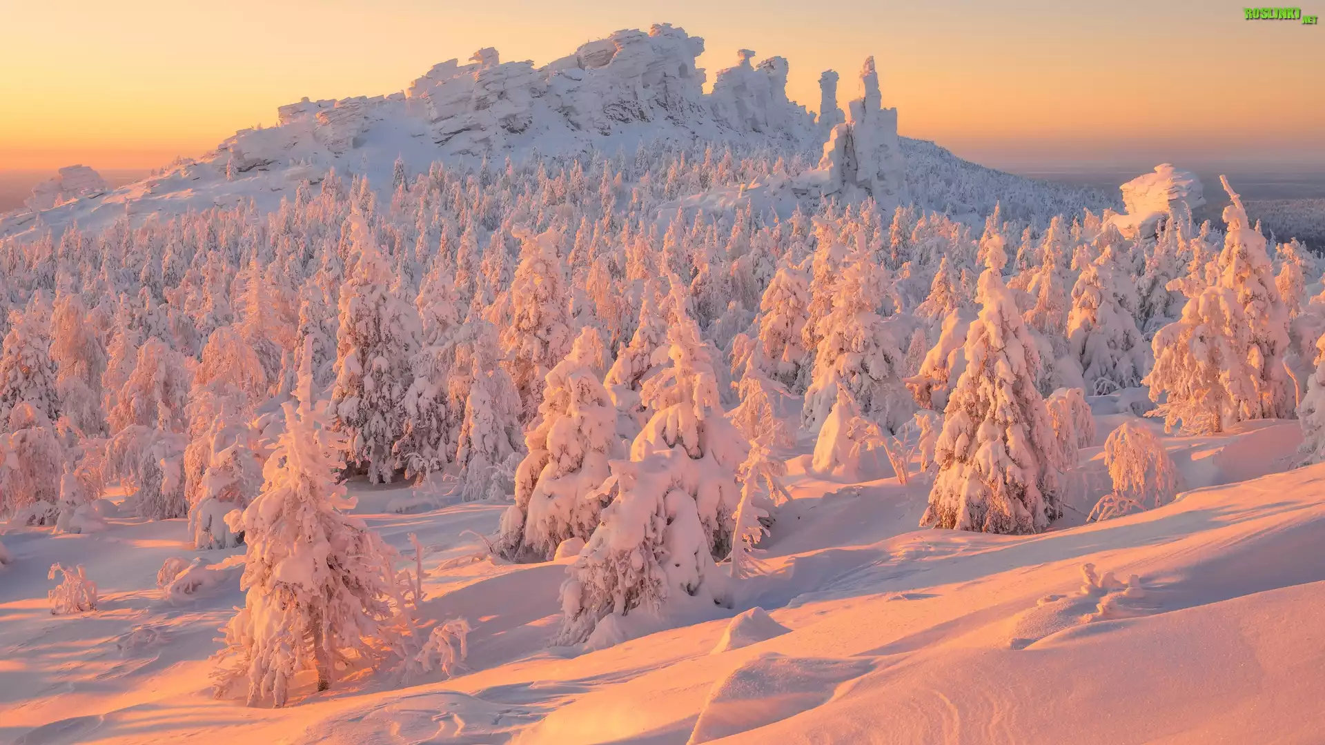 Zima, Drzewa, Świerki, Ośnieżone, Zaspy, Wschód słońca, Góry, Ural, Rosja