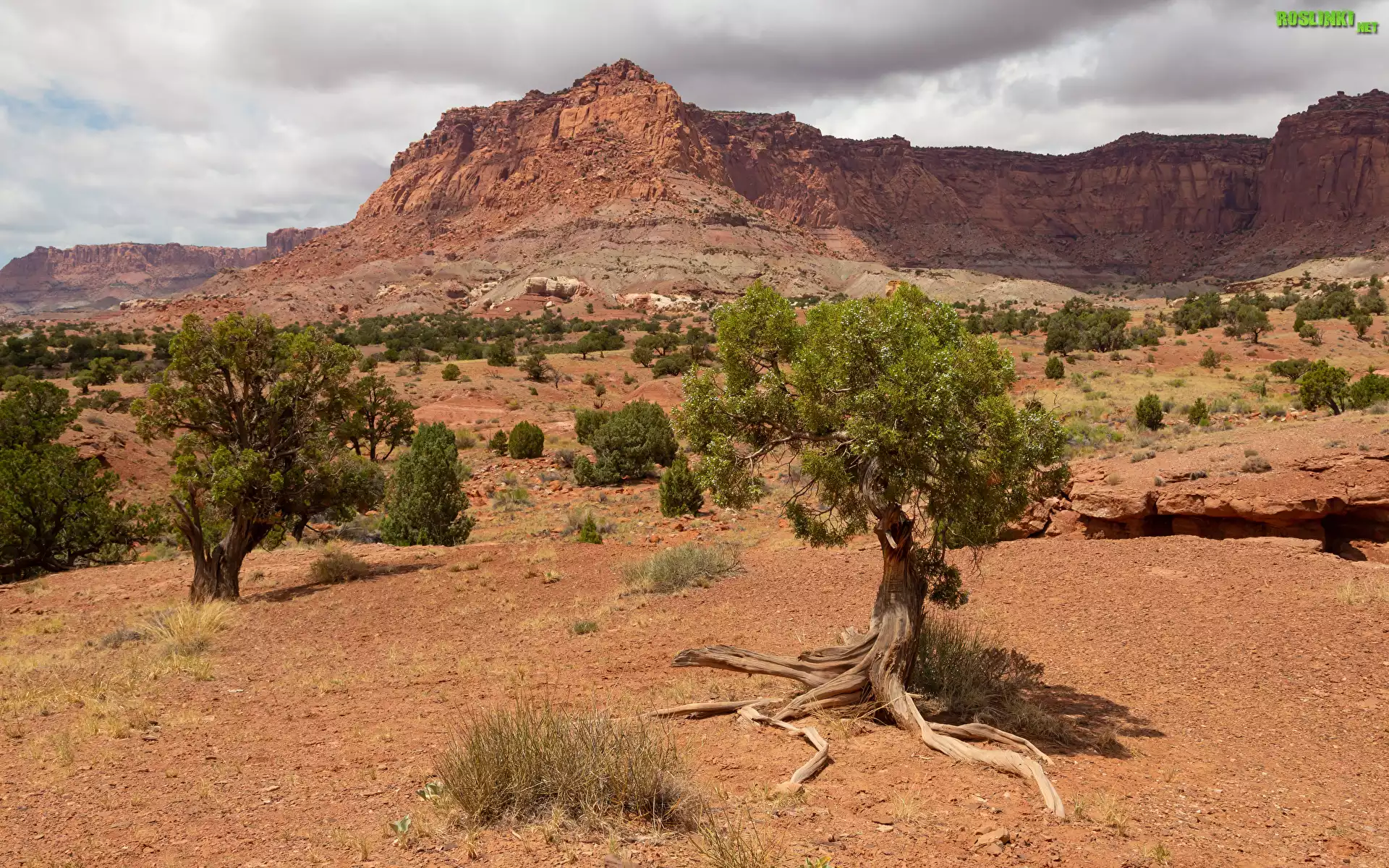 Góry, Skały, Park Narodowy Capitol Reef, Drzewa, Utah, Stany Zjednoczone