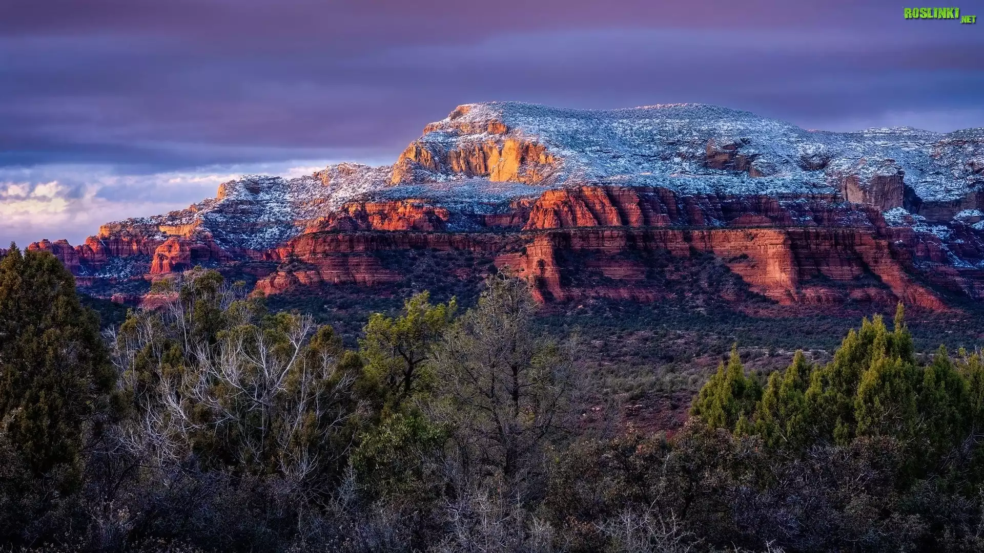 Czerwone, Skały, Drzewa, Sedona, Stan Arizona, Stany Zjednoczone