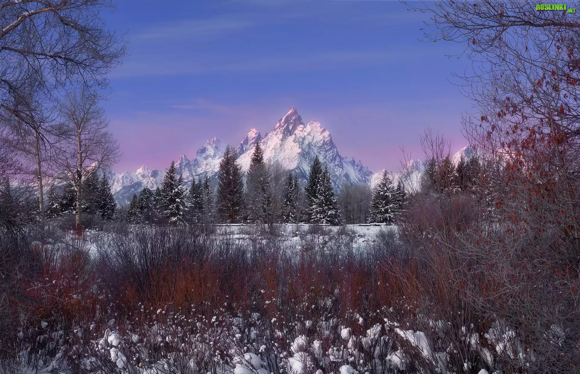 Zima, Góry, Drzewa, Park Narodowy Grand Teton, Wyoming, Stany Zjednoczone