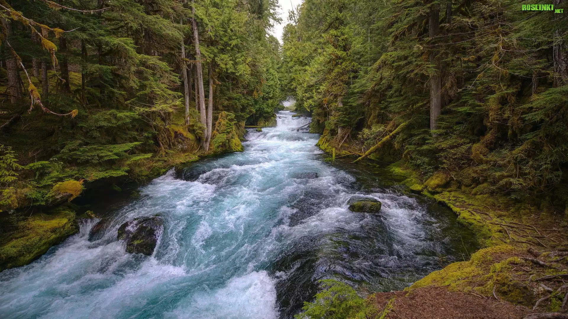 Rzeka, McKenzie River, Las, Drzewa, Stan Oregon, Stany Zjednoczone