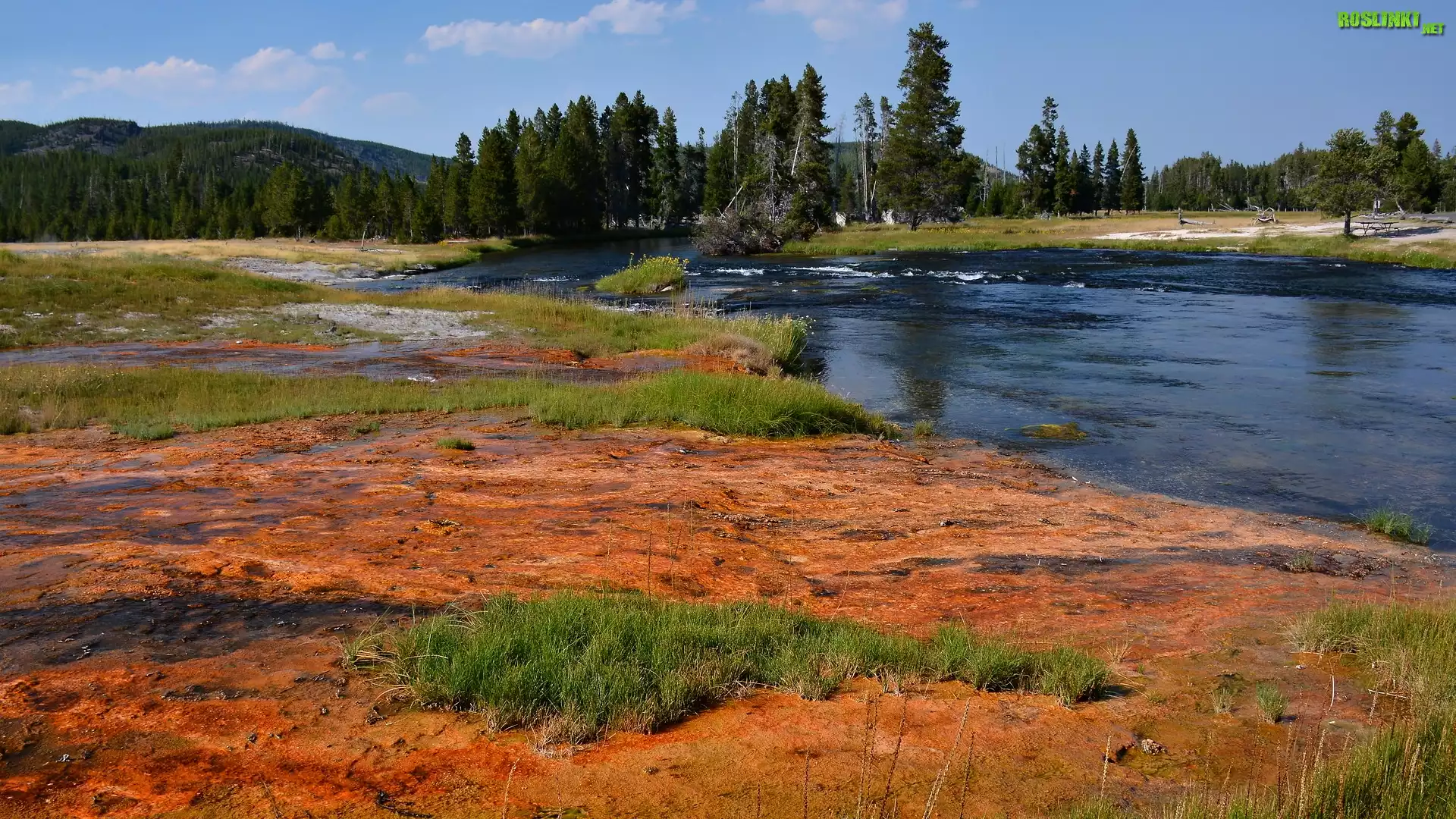 Drzewa, Las, Rzeka, Trawy, Park Narodowy Yellowstone, Stany Zjednoczone